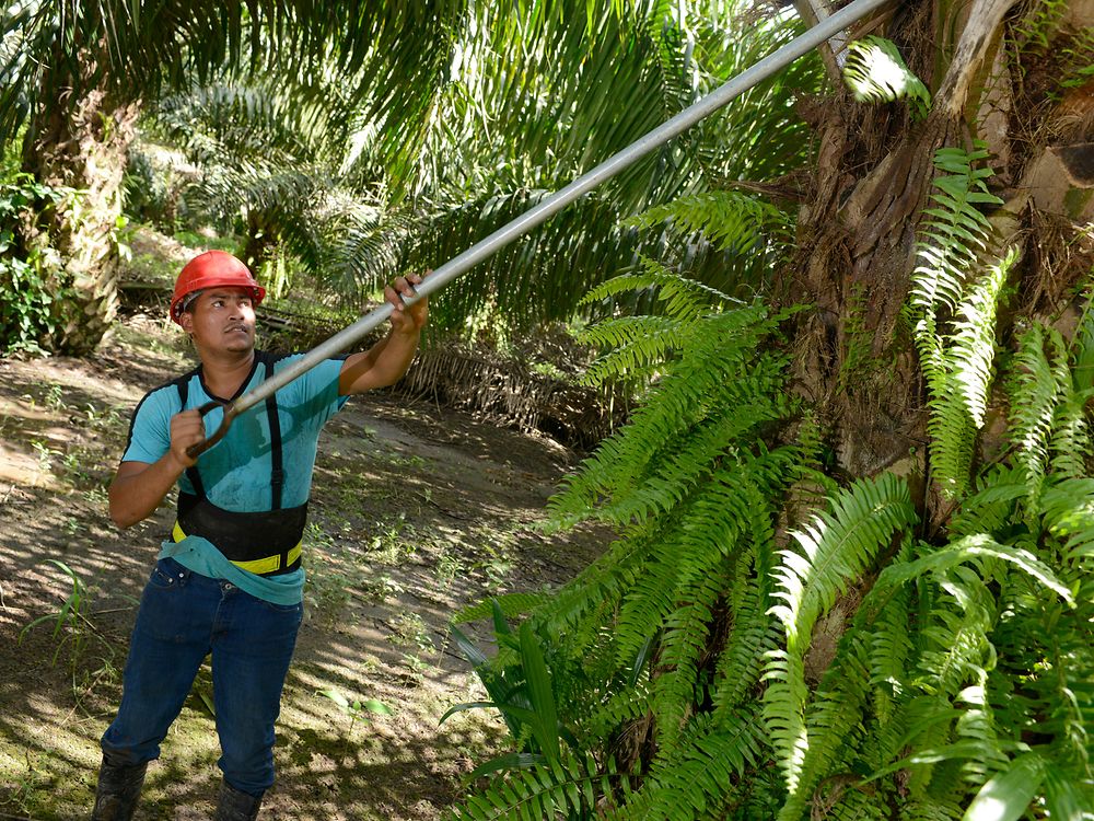 čovjek bere plodove palmi u palminoj šumi